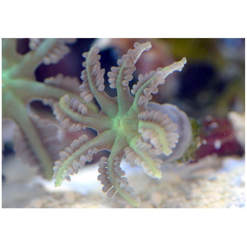 Coral Anthelia sp. - imagine 5